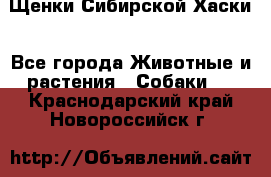 Щенки Сибирской Хаски - Все города Животные и растения » Собаки   . Краснодарский край,Новороссийск г.